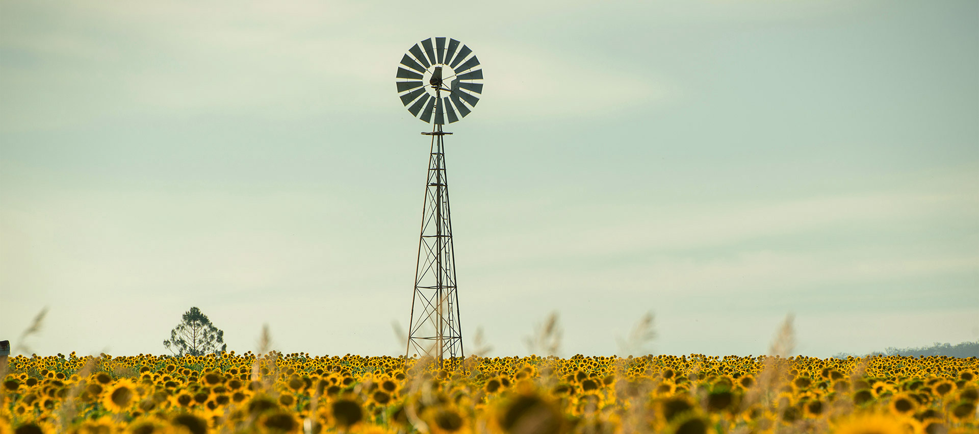 Sunflowers amongst a field next to a windmill in the afternoon in Nobby, Toowoomba Region, Queensland.